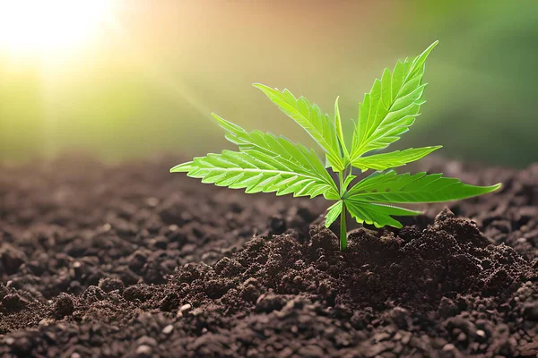 Young cannabis marijuana plant indoor growing at the soil.