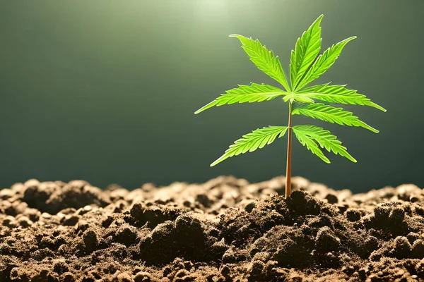 Young cannabis marijuana plant indoor growing at the soil.