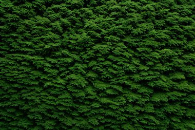 Evergreen conifer tree thuja Platycladus orientalis textured nature background