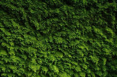 Green wild moss textured nature background.
