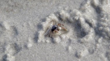Ocypode quadrata or Atlantic ghost crab or sand crab on the beach lives in burrows in sand above the strandline