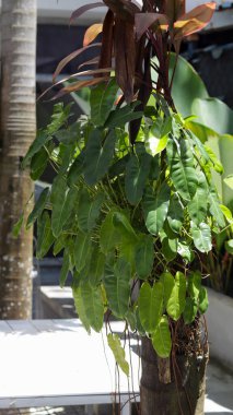 Burle Marx Philodendron live symbiotically on tree trunks in garden.