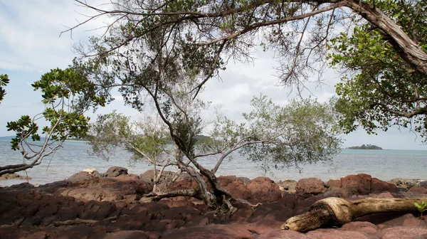 Мангровые Деревья Тенистые Скалистые Пляжи Морским Фоном — стоковое фото