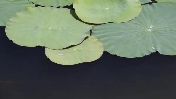 Zielony Lotos Pads Liści Pływających Wodzie Kilka Kropli Wody Liściu — Zdjęcie stockowe