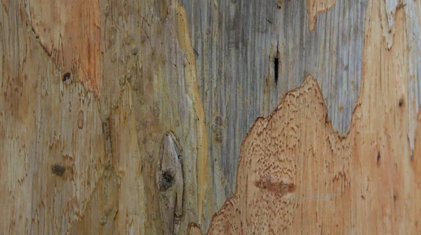 Внешняя Кожа Текстуры Дерева Фона — стоковое фото