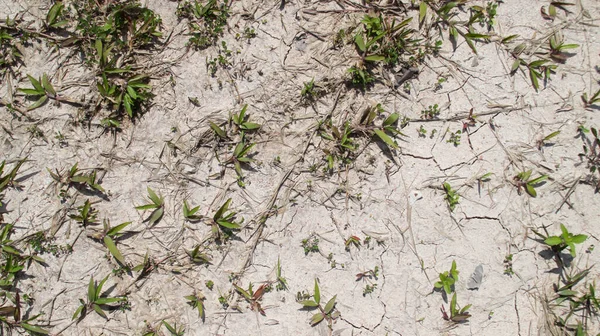Harte Trockene Rissige Karge Böden Und Einige Wilde Reben Textur — Stockfoto