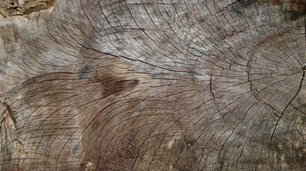 伐木树干或圆木的木质部 — 图库照片