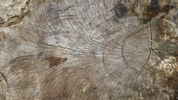 Die Holzstruktur Von Geschnittenem Baumstamm Oder Baumstamm — Stockfoto