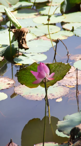 Kwiat Lotosu Lub Nelumbo Nucifera Kwitnące Wodzie Niektóre Liście Lotosu — Zdjęcie stockowe
