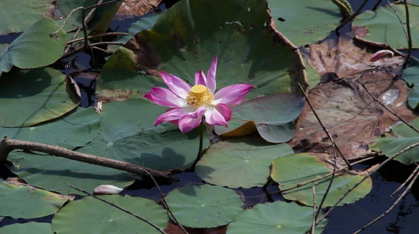 Fleur Lotus Nelumbo Nucifera Fleurissant Dans Eau Quelques Feuilles Lotus — Photo