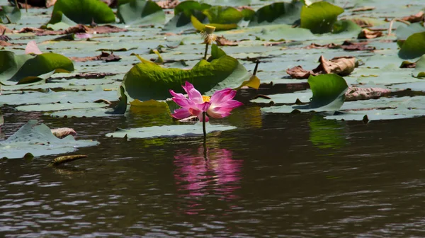 Lotus Flower Nelumbo Nucifera Blooming Water Some Lotus Leaves — Stock Photo, Image