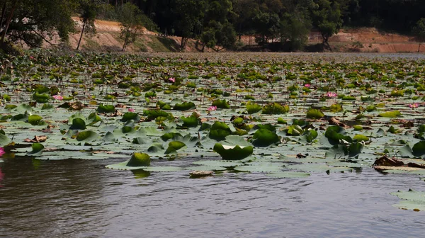 Jezioro Pełne Dzikich Zielonych Płatków Lotosu Liście Roślin Pływających — Zdjęcie stockowe