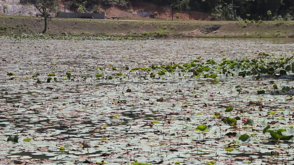 Lago Lleno Almohadillas Loto Verde Salvaje Hoja Planta Flotante — Foto de Stock