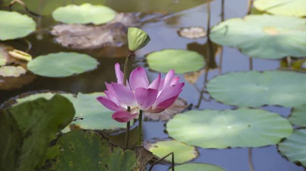 Lotus Blomst Eller Nelumbo Nucifera Blomstrer Vandet Nogle Lotusblade - Stock-foto