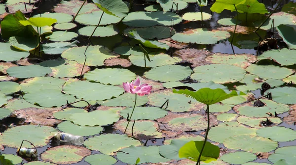 Fleur Lotus Nelumbo Nucifera Fleurissant Dans Eau Quelques Feuilles Lotus — Photo
