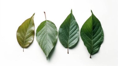 Beyaz arkaplanda genel yeşil yaprak izole.