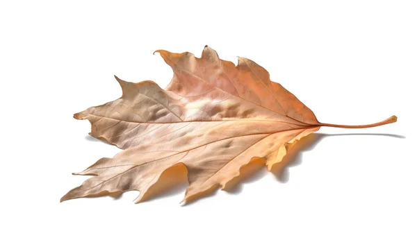 Fall autumn dry maple leaf isolated on white background.