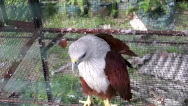 Brahminy Kite Brown Hawk Falcon White Head Eagle Cage — Stock Video