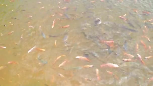 Różne Grupy Wielkości Tilapia Sumy Pangas Tilapia Nil Złota Ryba — Wideo stockowe
