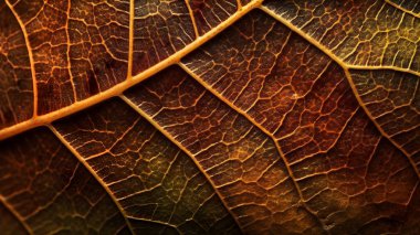 Makro fotoğraf kahverengi dokusu arkaplan ve tasarım malzemelerini bırakır.