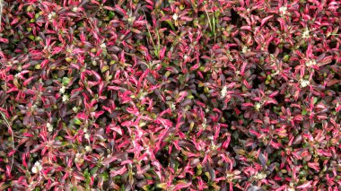 Beautiful Alternanthera ficoidea red ornamental plant texture and pattern background. clipart