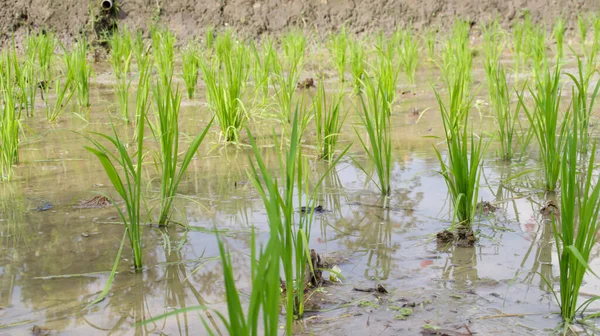 水田の水田に若い緑の田んぼの植物 — ストック写真