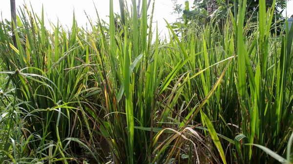 Pirinç Yetiştirme Tesisini Kapat Pirinç Tarlasında Meyve Ver Arkaplan Arkaplan — Stok fotoğraf