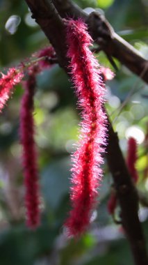 Acalypha hispida bitkisi, Chenille bitkisi ya da Red Hot Cat 's Tail olarak da bilinir. Benzersiz özelliklerini vurgula, tüylü, uzun, kırmızı, tüylü bir kuyruğa benzeyen çiçekler gibi..