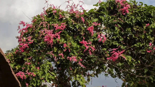 stock image Antigonon leptopus or coral vine or mexican creeper or chain of love or confederate vine or queens wreath, is slowly clambering vine, pink flowers, and heart shaped leaves.