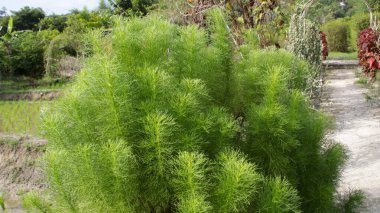 Yeşil Eupatorium Capillifolium veya köpek rezene. Genellikle tıbbi bitki olduğu kadar süs bitkisi olarak da yetiştirilir. Yapraklar eklem iltihabı veya böcek ısırıklarına karşı ilaç olarak kullanılır..