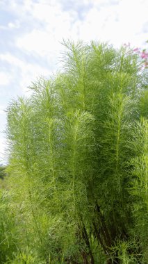 Yeşil Eupatorium Capillifolium veya köpek rezene. Genellikle tıbbi bitki olduğu kadar süs bitkisi olarak da yetiştirilir. Yapraklar eklem iltihabı veya böcek ısırıklarına karşı ilaç olarak kullanılır..