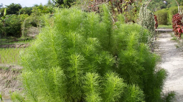 Eupatorium Capillifolium Verde Erva Doce Cão Muitas Vezes Cultivado Como Fotografia De Stock