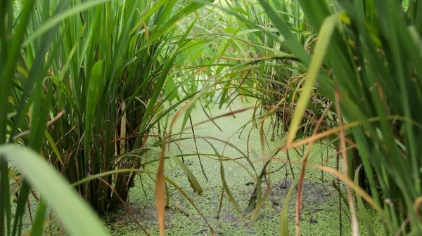 Zielony Ekosystem Nawadnianie Pod Roślinami Ryżu Odległość Między Rzędami Ryżu — Zdjęcie stockowe