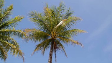 Öğleden sonra açık mavi gökyüzü olan uzun hindistan cevizi ağacı..