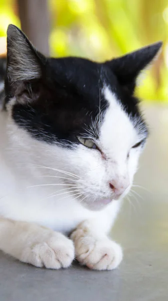 A portrait of black and white domestic pet house cat with eyes almost closing, chill and relaxed sit on the floor with blur background.