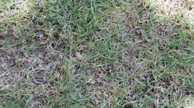 Arkaplan olarak yeşil çimen ve gölgeli alan ile zemin dokusu, üst manzara, yatay.