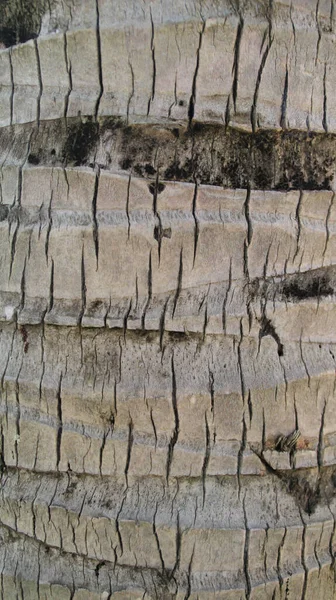 Texture Surface Vieux Tronc Noix Coco Sec Fissuré — Photo