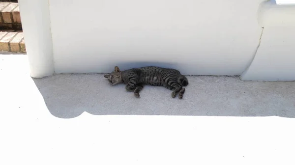 Gri Çizgili Evcil Kedi Gölgeli Bölgede Uyuyor — Stok fotoğraf