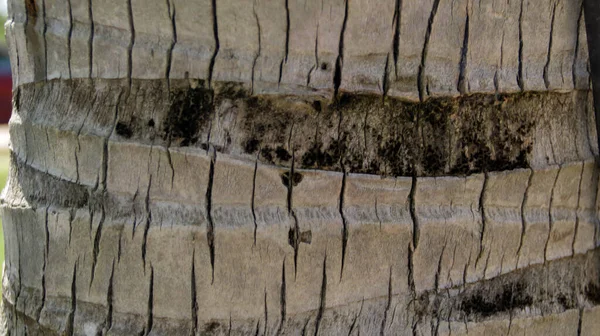 Oberflächenstruktur Des Alten Kokosnussstammes Trocken Und Rissig — Stockfoto