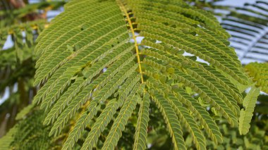 Royal poinciana veya Delonix regia veya Poinciana reji bitki dalı yeşil yapraklar.
