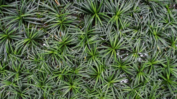 Textur Dvärg Mondo Grass Eller Ophiopogon Japonicus Efter Vattning Alternativa — Stockfoto