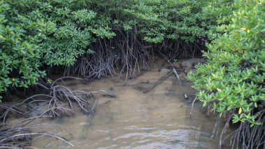 Mangrove bitki kolonisi ve suyun kökü aşınmayı azaltır..