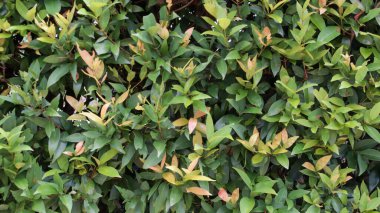 Yeşil yaprakların yoğunluğu duvar dokusu ve arkaplan, dikey bahçe, arka plan duvar kağıdı. Syzygium australe, fırça vişne, vişne, leylak zambağı, dere satinkülü veya su sakızı..