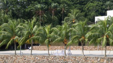 Beyaz kumlu plajın kenarında sarı meyveli hindistan cevizi ağaçları, sahilin iskelesinde sırayla dikilmiş ve ağaçların arka planı çok güzel..