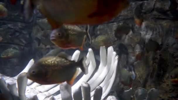 Rödmagad Piraya Eller Röd Piraya Eller Pygocentrus Nattereri Fisk Från — Stockvideo