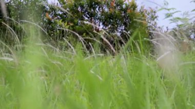 Kapatın beyaz otları çiçekler ve rüzgârla savrulan uzun otlar, yer manzarası. Uzun otlar çiçek açıyor..