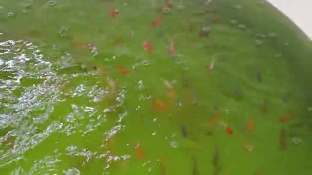 Tilapia Koi Jonge Vissen Fingerling Zwemmen Een Afgeronde Vezel Aquarium — Stockvideo