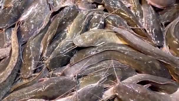 Montón Cerca Bagre Vivo Mercado Pescado Ven Frescos Todavía Vivos — Vídeos de Stock