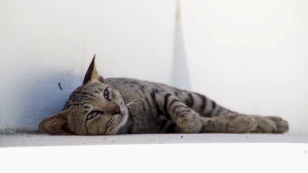 Eine Hauskatze Wachte Aus Ihrem Mittagsschlaf Auf Öffnete Langsam Die — Stockvideo