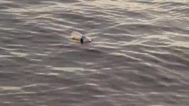 Çevresel Endişe, Boş Mineral Su Şişesi Denizde Yüzüyor.